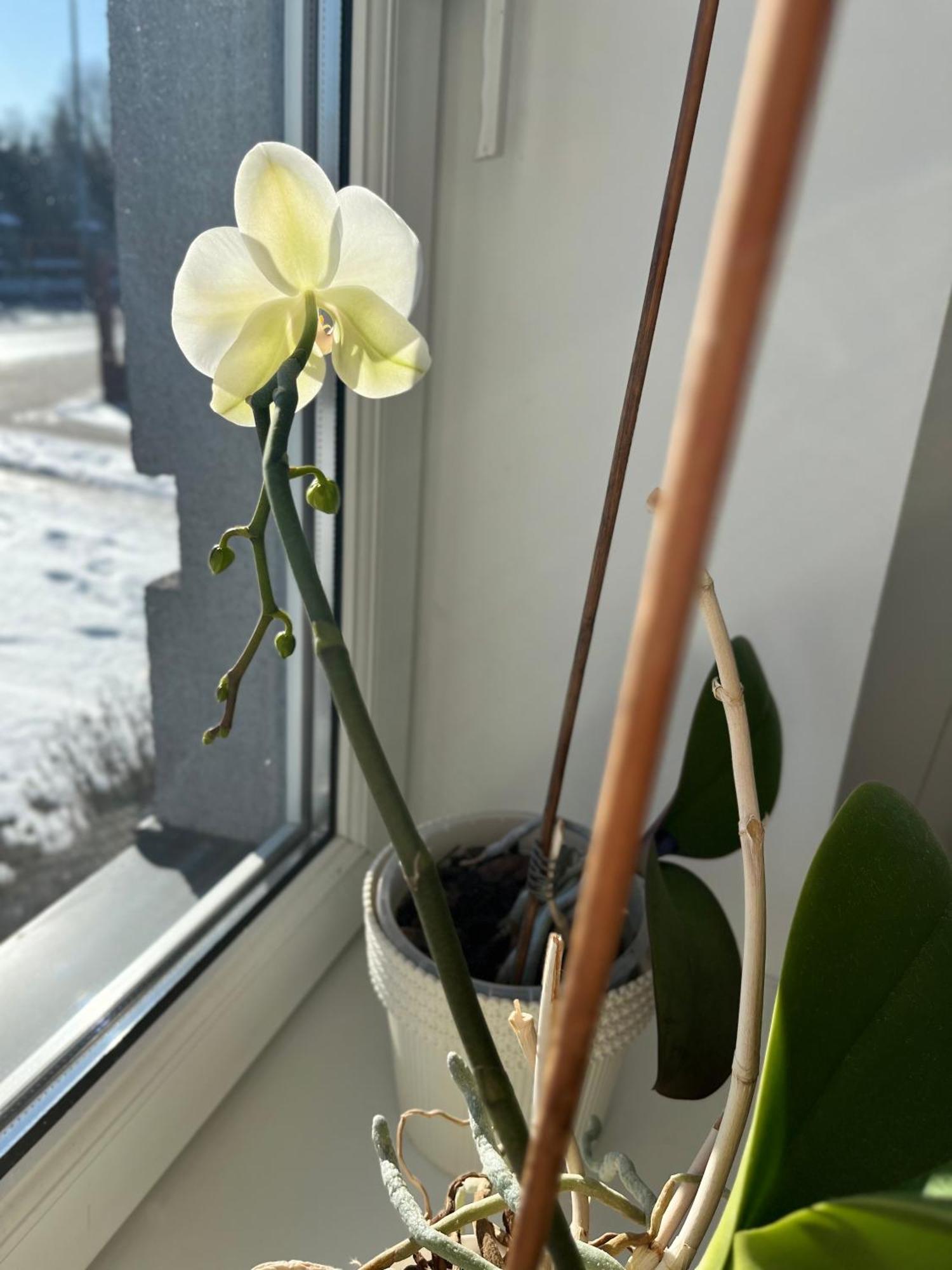 Apartament Numer 1, Dwie Sypialnie Dwa Lozka Orzysz Buitenkant foto